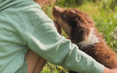 Barn och hund – så skapar du en trygg relation.