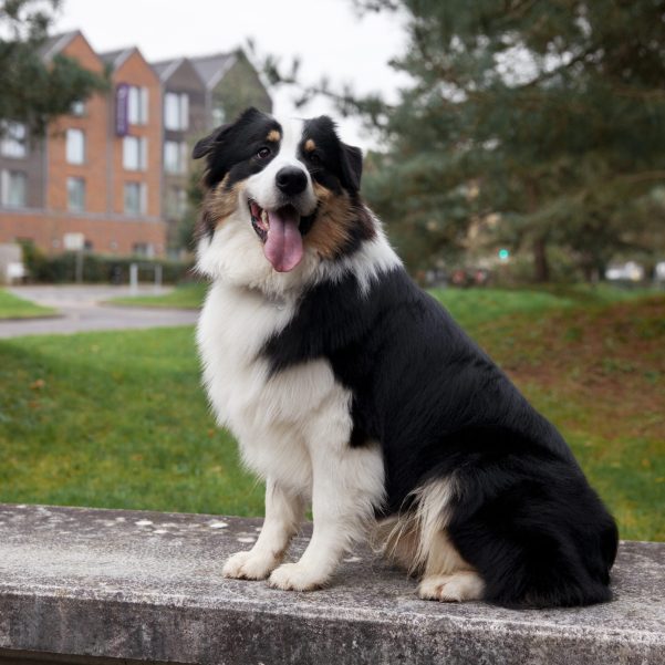 beautiful-border-collie-dog-havin-fun-outsde (1)